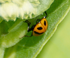 Hippodamia glacialis