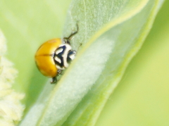 Hippodamia glacialis