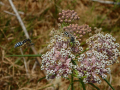 Bembix americana comata