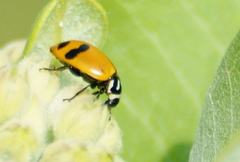 Hippodamia glacialis