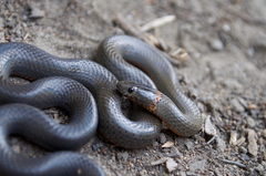 Diadophis punctatus modestus
