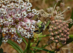 Bembix americana comata