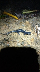Plethodon meridianus