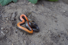 Diadophis punctatus modestus