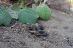 Diadophis punctatus modestus