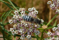Bembix americana comata