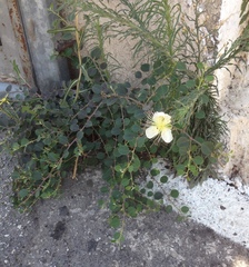 Capparis zoharyi