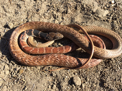 Masticophis flagellum piceus