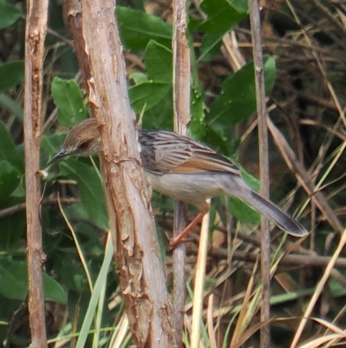 Coastal Cisticola (Cisticola haematocephalus), photo 5