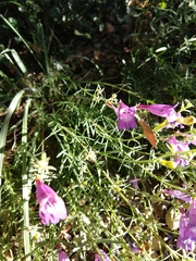 Penstemon heterophyllus