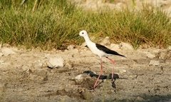 Himantopus himantopus