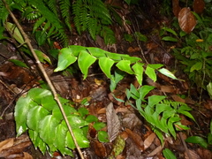 Adiantum macrophyllum