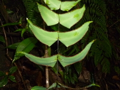 Adiantum macrophyllum