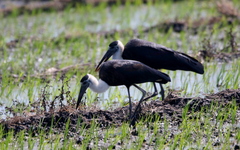 Ciconia episcopus neglecta