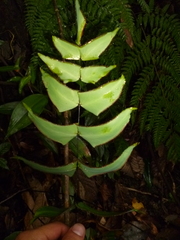 Adiantum macrophyllum