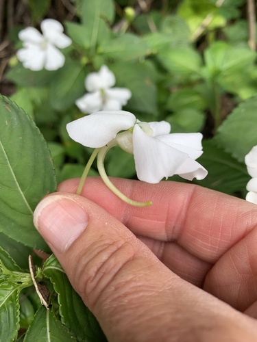 Impatiens flaccida
