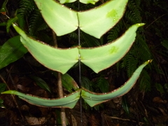 Adiantum macrophyllum