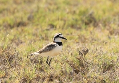 Charadrius thoracicus