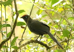 Coua reynaudii