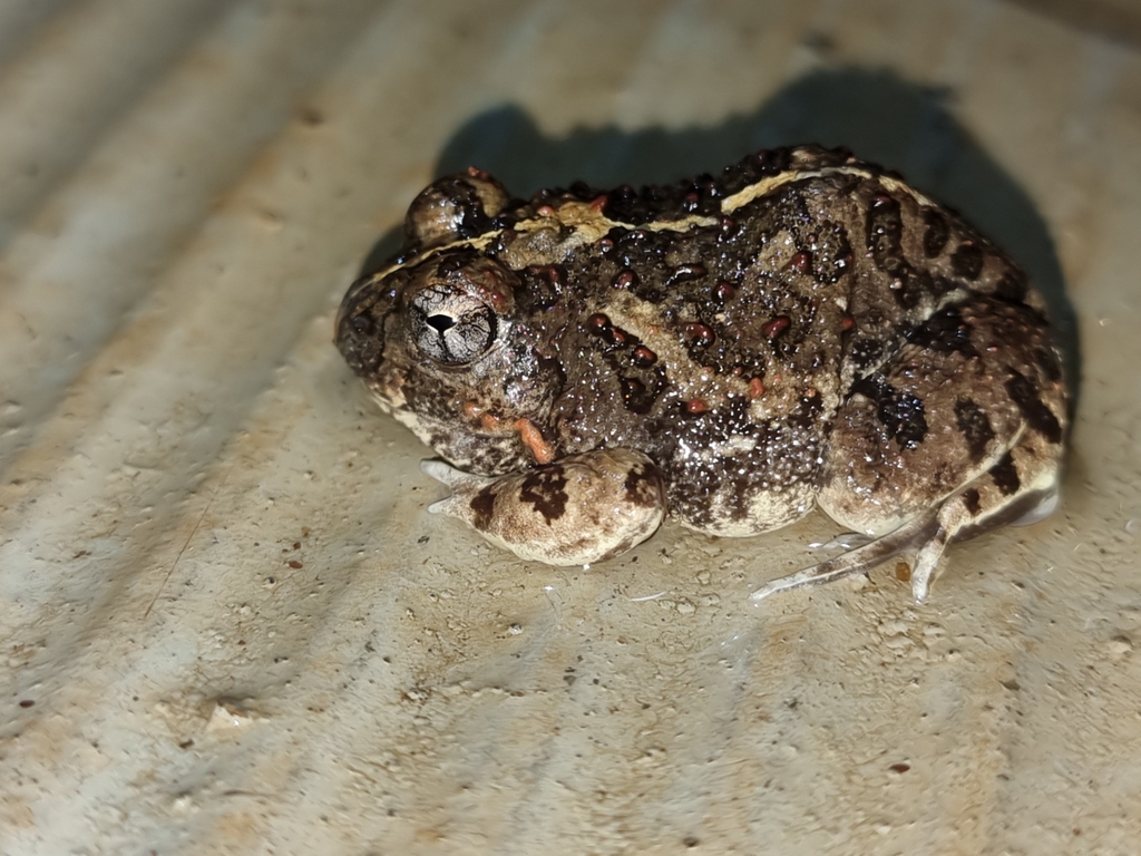 Olengarua Sand Frog