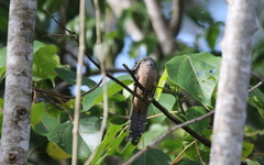 Cacomantis variolosus sepulcralis