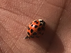 Harmonia axyridis