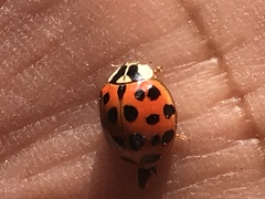 Harmonia axyridis