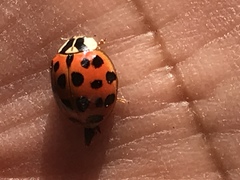 Harmonia axyridis