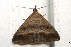 Tetanolita palligera