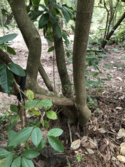 Casimiroa pringlei