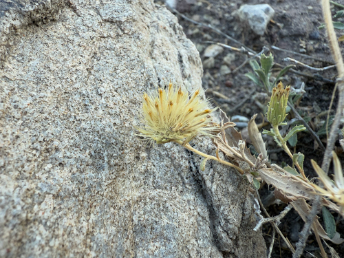 Image of Xanthisma grindelioides by (c) Zach Earl, some rights reserved (CC BY)