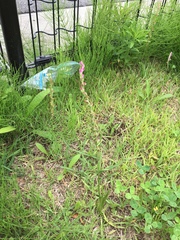 Spiranthes australis