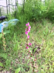 Spiranthes australis