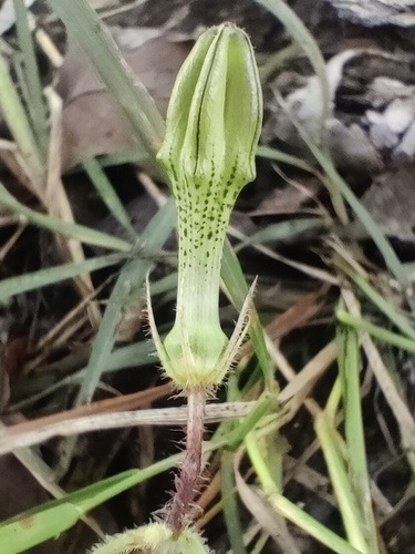Image of Ceropegia hirsuta by (c) Ram Dayal Vaishnav, some rights reserved (CC BY)