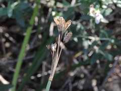 Narcissus tazetta tazetta