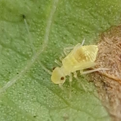 yellow barklouse, photo 4 of 9