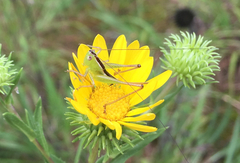 Conocephalus strictus