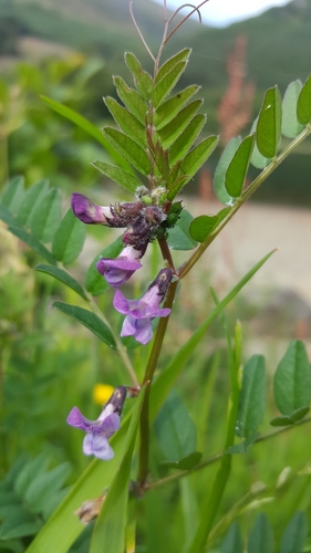Vicia sepium var. sepium
