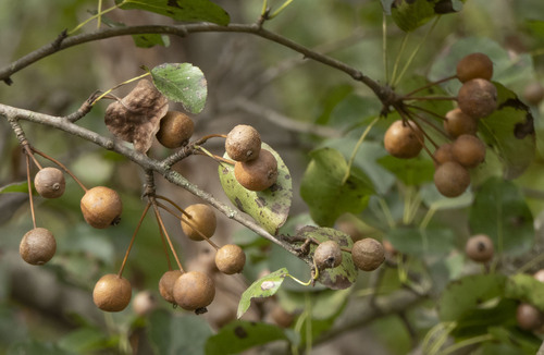 Heart-shaped Pear (Pyrus boissieriana)