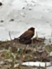 Leucosticte tephrocotis tephrocotis