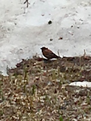 Leucosticte tephrocotis tephrocotis