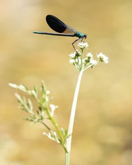 Calopteryx xanthostoma