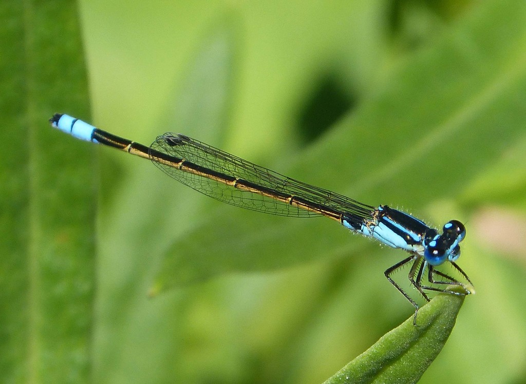 Common Bluetail