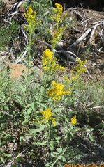 Solidago spectabilis