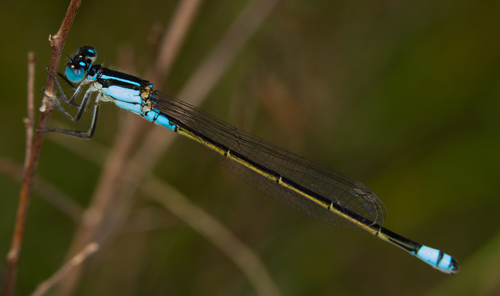 Australian Bluetail photo 3
