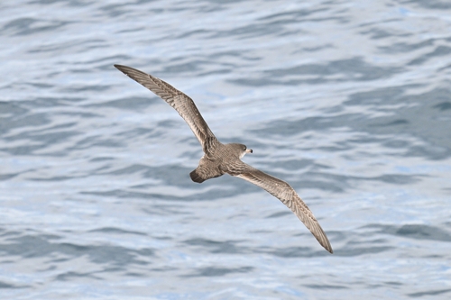 Pink-footed Shearwater (Ardenna creatopus)