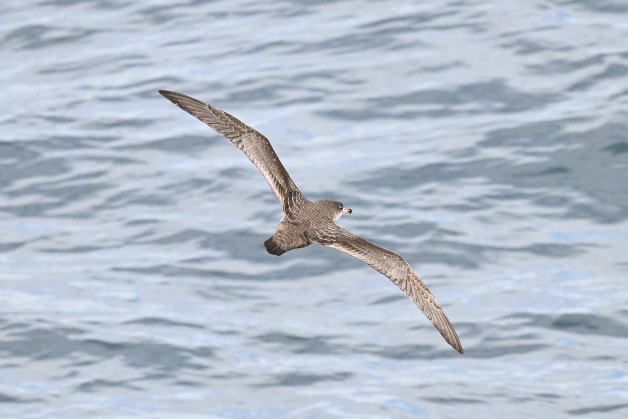 Pink-footed Shearwater (Ardenna creatopus)