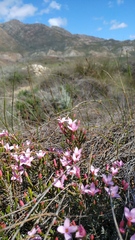Lachnaea uniflora