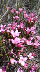 Lachnaea uniflora