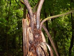 Cyathea bicrenata